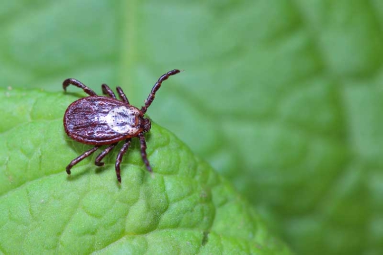 Tick Fever Explained – PetVet Clinic ~ Full Service Veterinary Hospital