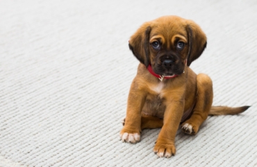 5 Ways to Clean Pet Urine Odor and Stains